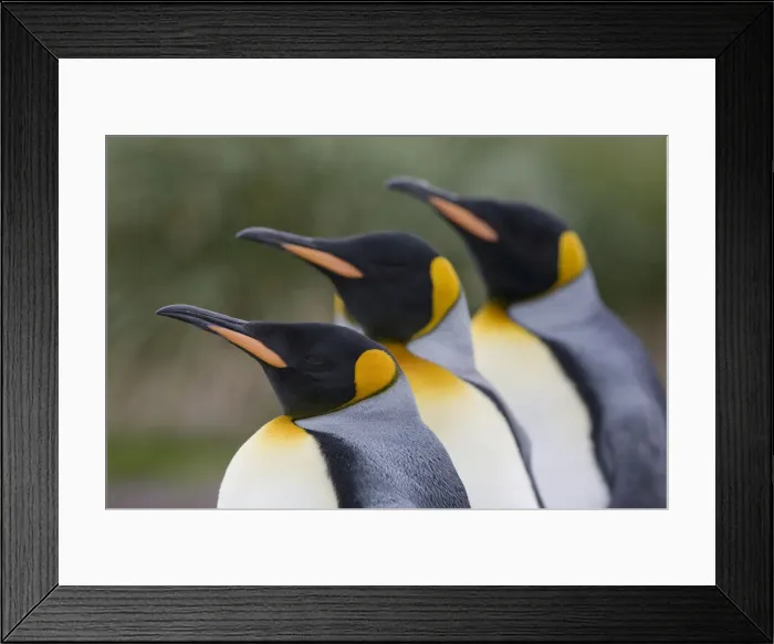 Framed Print : DDE-90023392 Framed Print : DDE-90023392