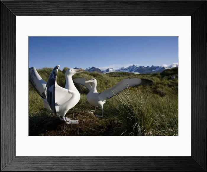 Framed Print : DDE-90023393 Framed Print : DDE-90023393