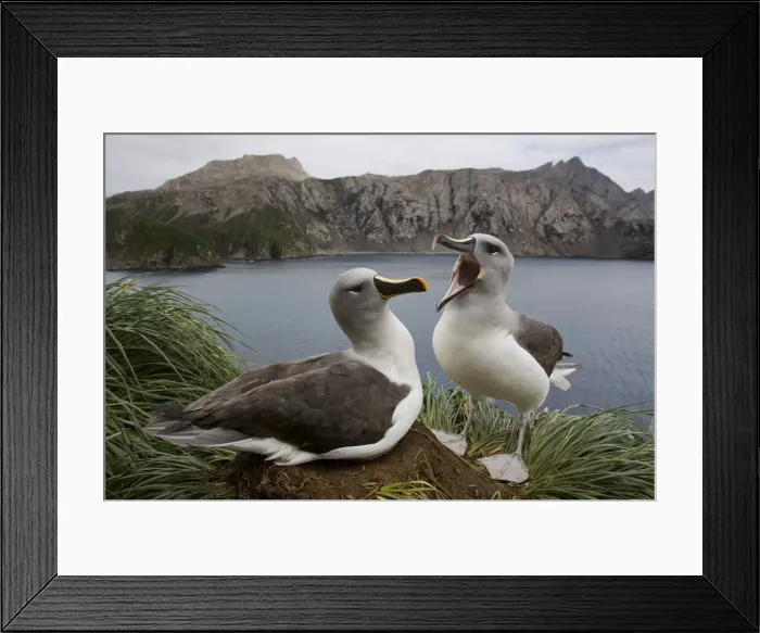Framed Print : DDE-90023394