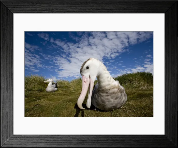 Framed Print : DDE-90023396 Framed Print : DDE-90023396