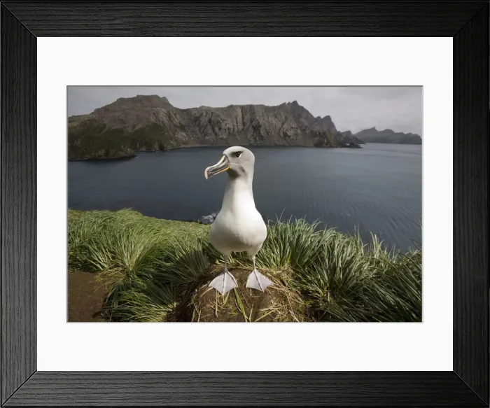 Framed Print : DDE-90023397 Framed Print : DDE-90023397