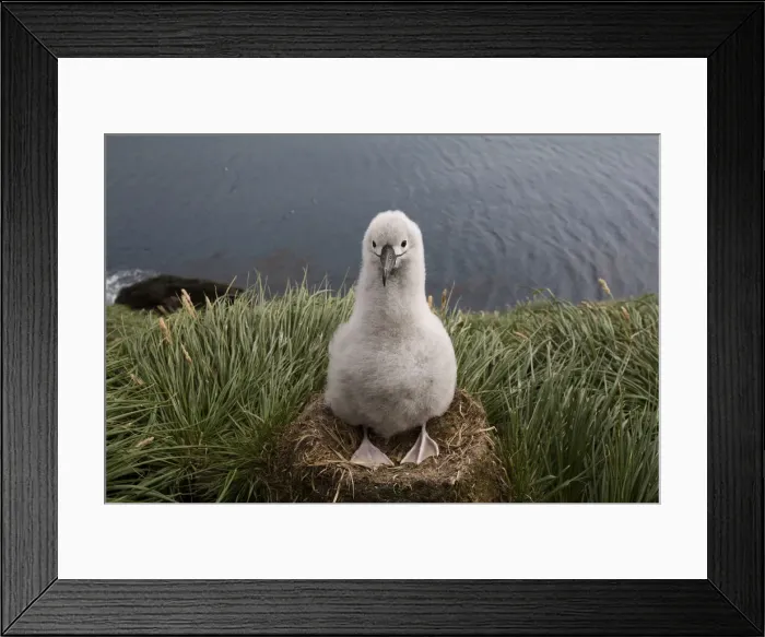 Framed Print : DDE-90023398 Framed Print : DDE-90023398