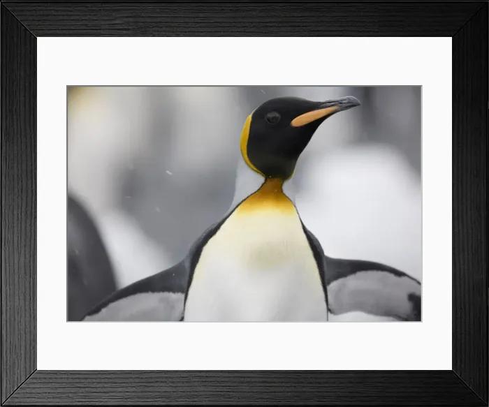 Framed Print : DDE-90023399 Framed Print : DDE-90023399