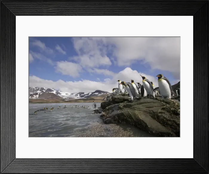 Framed Print : DDE-90023401 Framed Print : DDE-90023401
