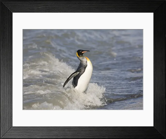 Framed Print : DDE-90023402 Framed Print : DDE-90023402