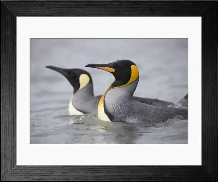 Framed Print : DDE-90023404 Framed Print : DDE-90023404
