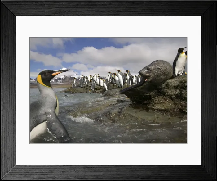 Framed Print : DDE-90023403 Framed Print : DDE-90023403
