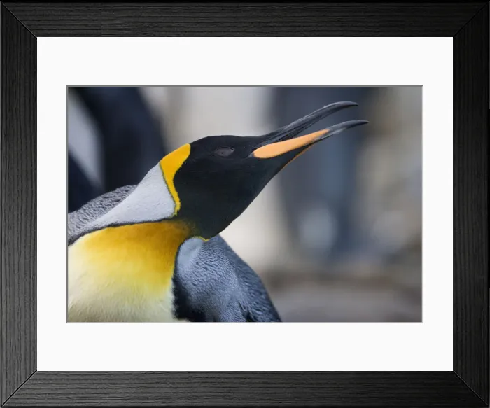Framed Print : DDE-90023406 Framed Print : DDE-90023406