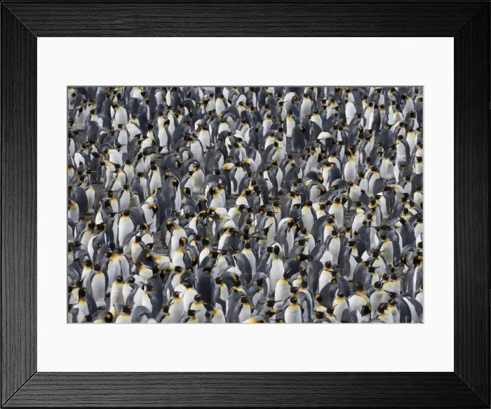 Framed Print : DDE-90023407 Framed Print : DDE-90023407