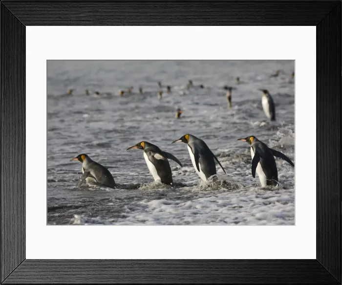 Framed Print : DDE-90023408 Framed Print : DDE-90023408