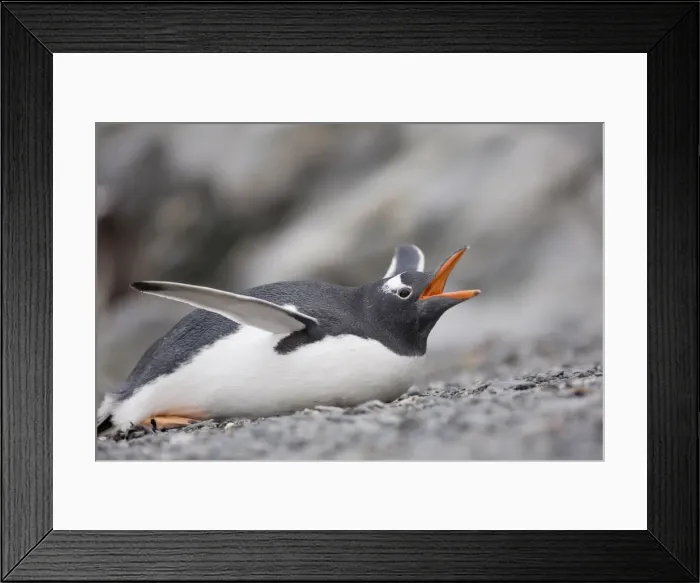 Framed Print : DDE-90023409 Framed Print : DDE-90023409