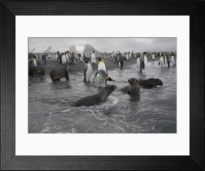Framed Print : DDE-90023405