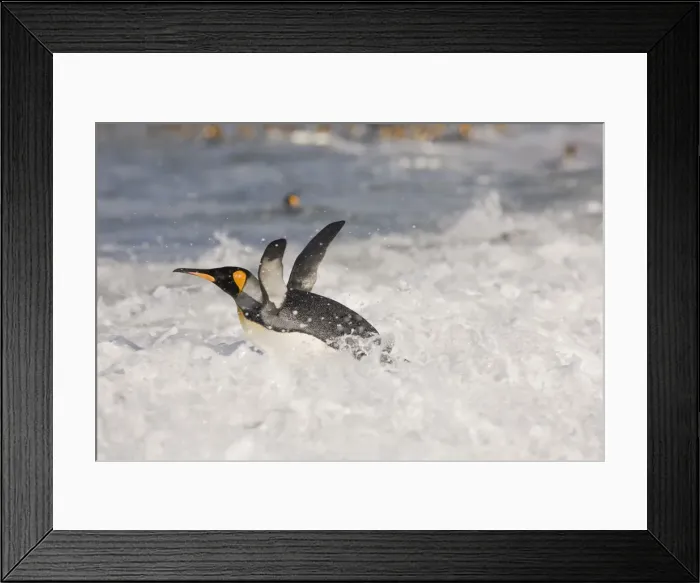 Framed Print : DDE-90023411 Framed Print : DDE-90023411