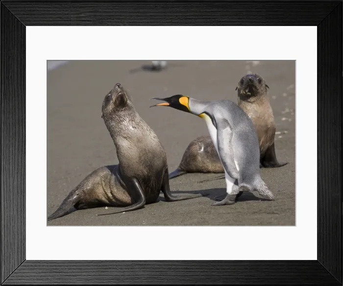 Framed Print : DDE-90023410 Framed Print : DDE-90023410