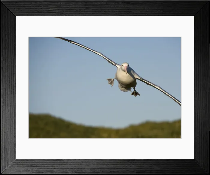 Framed Print : DDE-90023413 Framed Print : DDE-90023413