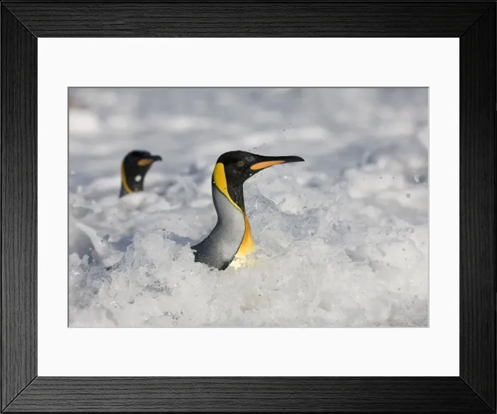 Framed Print : DDE-90023412 Framed Print : DDE-90023412