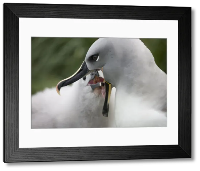 Framed Print : DDE-90023415 Framed Print : DDE-90023415