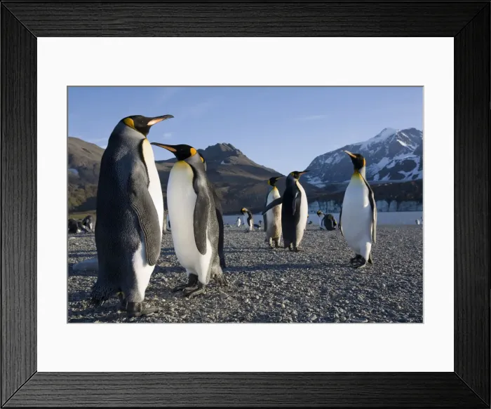 Framed Print : DDE-90023414 Framed Print : DDE-90023414
