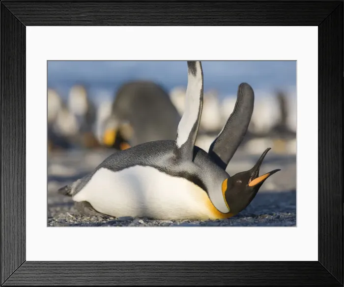 Framed Print : DDE-90023417 Framed Print : DDE-90023417