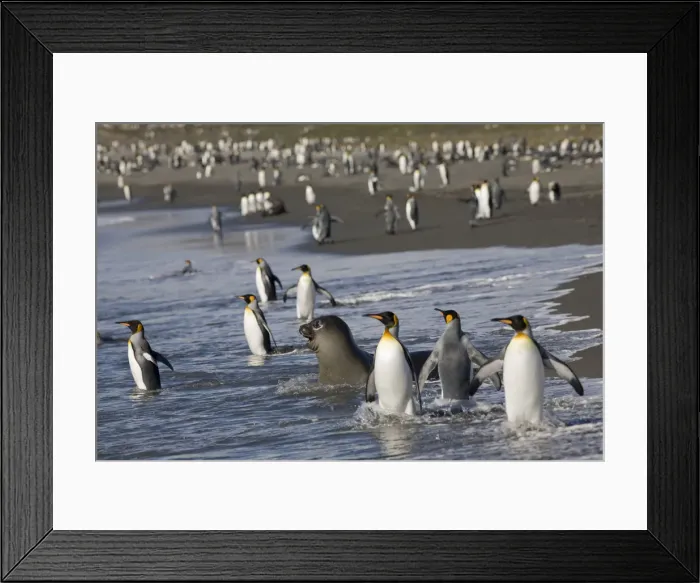 Framed Print : DDE-90023418 Framed Print : DDE-90023418