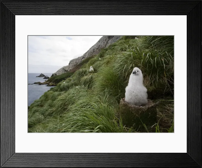 Framed Print : DDE-90023416 Framed Print : DDE-90023416