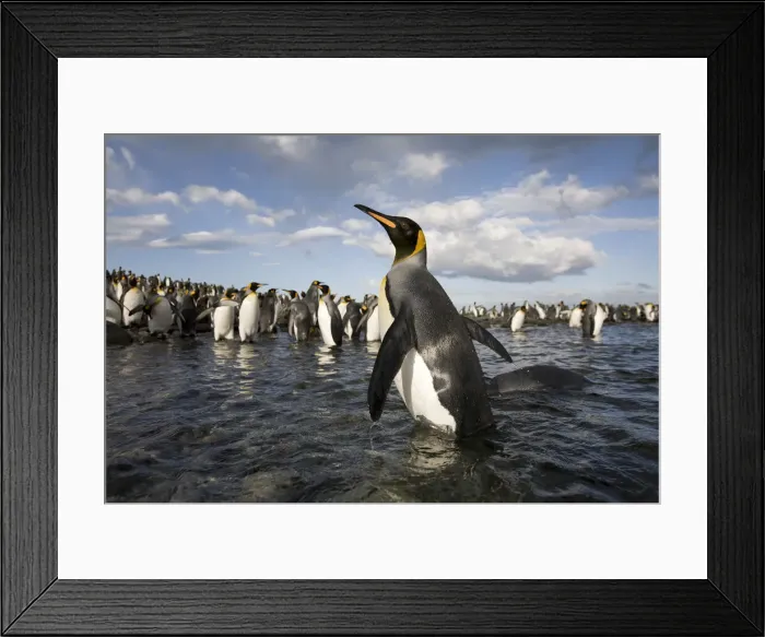 Framed Print : DDE-90023420 Framed Print : DDE-90023420
