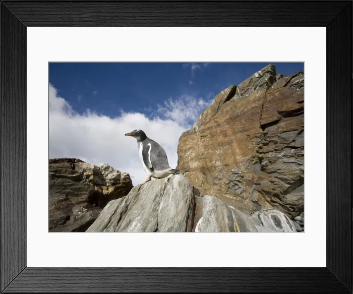 Framed Print : DDE-90023421 Framed Print : DDE-90023421