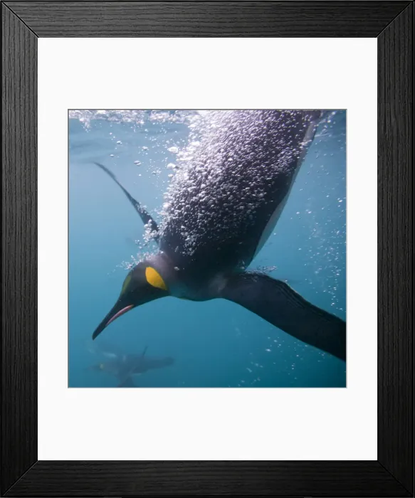 Framed Print : DDE-90023429