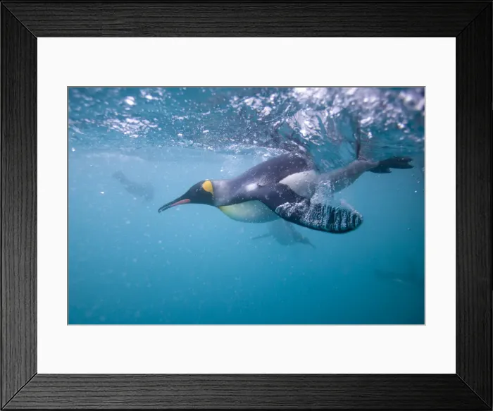 Framed Print : DDE-90023430 Framed Print : DDE-90023430