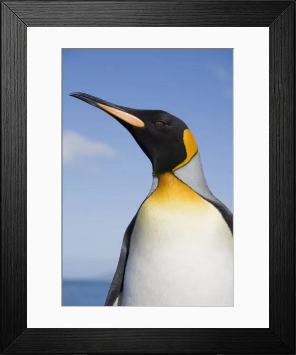Framed Print : DDE-90023431 Framed Print : DDE-90023431