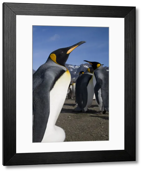 Framed Print : DDE-90023433 Framed Print : DDE-90023433