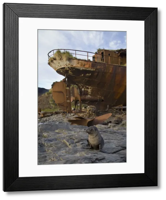 Framed Print : DDE-90023434 Framed Print : DDE-90023434