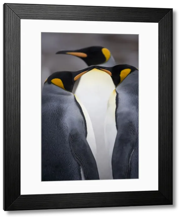 Framed Print : DDE-90023438 Framed Print : DDE-90023438
