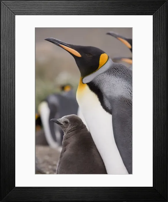 Framed Print : DDE-90023440 Framed Print : DDE-90023440