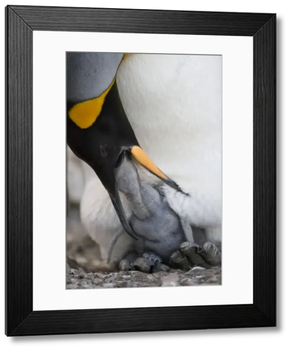 Framed Print : DDE-90023439 Framed Print : DDE-90023439