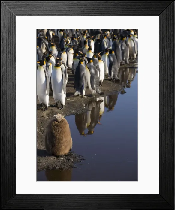 Framed Print : DDE-90023441 Framed Print : DDE-90023441
