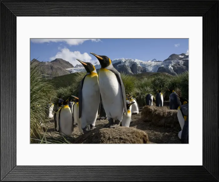 Framed Print : DDE-90023443 Framed Print : DDE-90023443