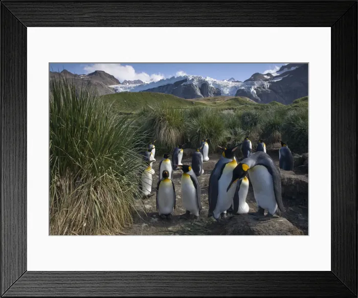 Framed Print : DDE-90023444 Framed Print : DDE-90023444
