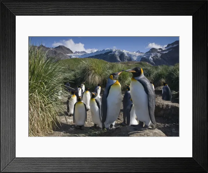 Framed Print : DDE-90023445 Framed Print : DDE-90023445