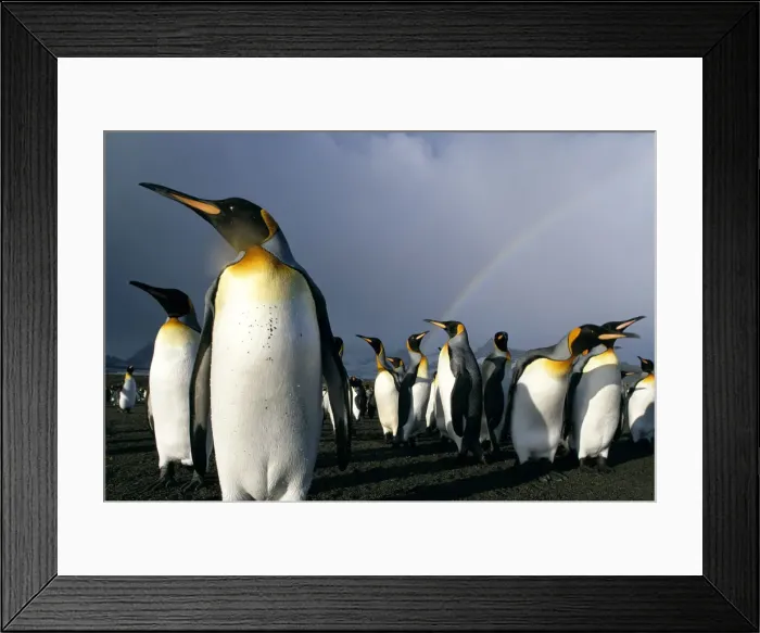 Framed Print : DDE-90023442 Framed Print : DDE-90023442