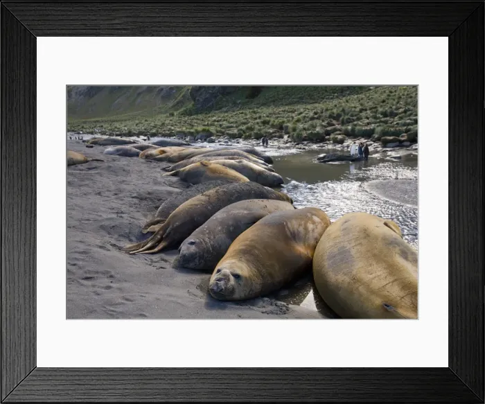 Framed Print : DDE-90023447 Framed Print : DDE-90023447