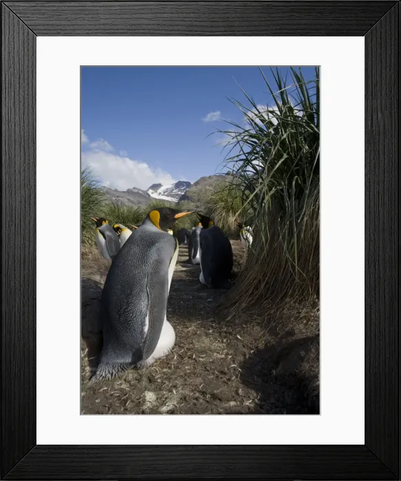 Framed Print : DDE-90023448 Framed Print : DDE-90023448