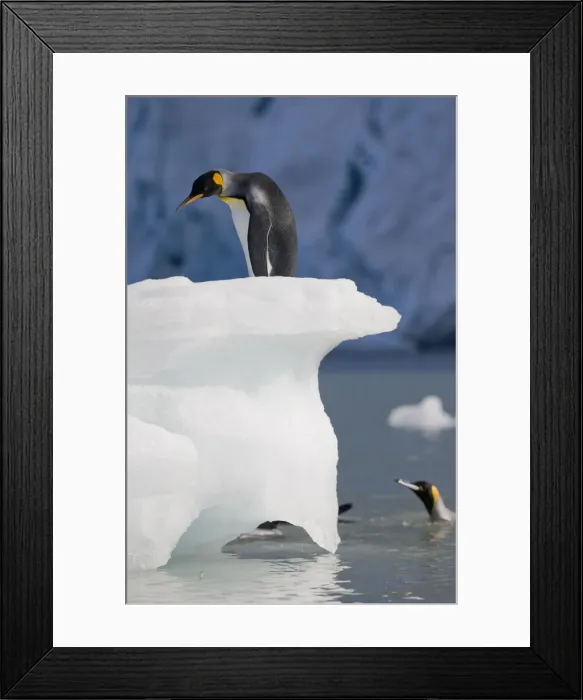Framed Print : DDE-90023449 Framed Print : DDE-90023449