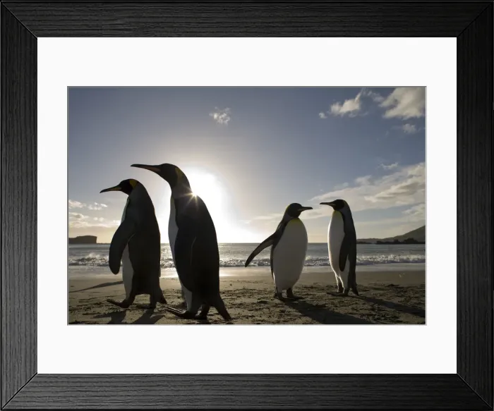 Framed Print : DDE-90023446