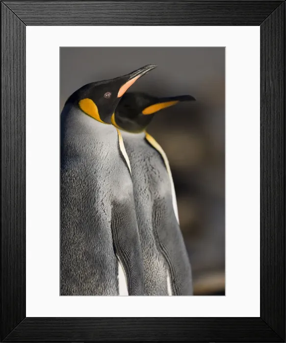 Framed Print : DDE-90023451 Framed Print : DDE-90023451