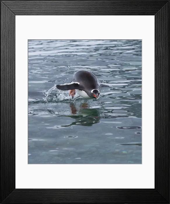 Framed Print : DDE-90023452