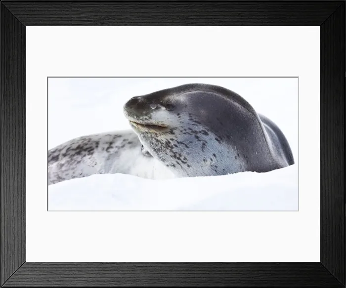 Framed Print : DDE-90023453 Framed Print : DDE-90023453