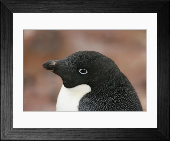 Framed Print : DDE-90023455 Framed Print : DDE-90023455