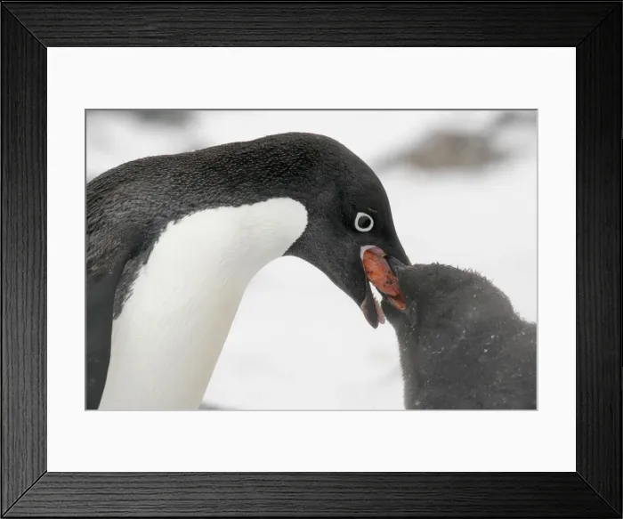 Framed Print : DDE-90023454 Framed Print : DDE-90023454