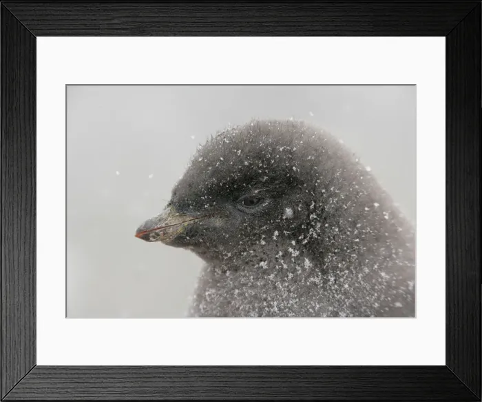 Framed Print : DDE-90023456 Framed Print : DDE-90023456